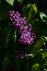 A branch of lilac flowers illuminated by the sun