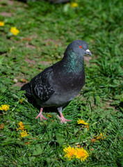 Closeup of pigeons resting on the grass