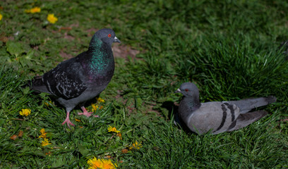 Closeup of pigeons resting on the grass