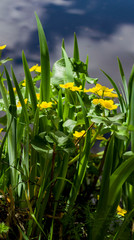 Bright little yellow flowers lit by the sun