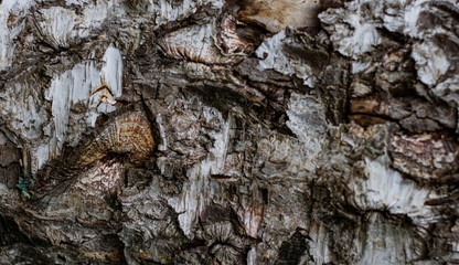 textural bark of a tree lit by the sun