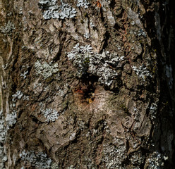 bark of a tree close up shined with the sun