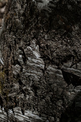 bark of a tree close up shined with the sun