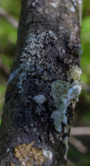 bark of a tree close up shined with the sun