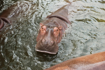 large cute adult hungry hippos waiting in their pool to be fed by visitors to the zoo in Northern Thailand, Southeast Asia