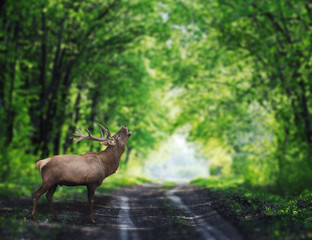 Deer at the green forest