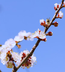 Apricot tree flowers against the blue sky, bee sits on the flower.