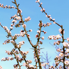 Apricot tree in blooming in the garden.