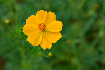 yellow flower on green garden