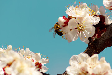 Bee collects nectar on the flowers of the apricot tree. Soft focus