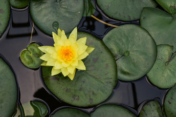 Yellow lotus stay above the green leaf on pool