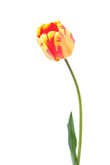 Red-yellow tulip flower with green leaves isolated on white background. Cultivar Banja Luka from Darwin Hybrid