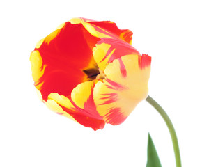 Fototapeta na wymiar Red-yellow tulip flower close-up isolated on white background. Cultivar Banja Luka from Darwin Hybrid