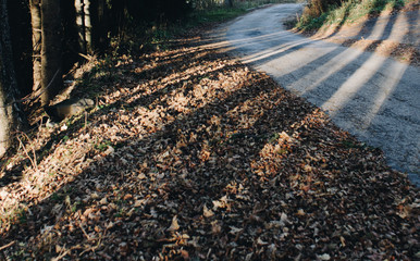 road among fallen leaves with shadows of trees