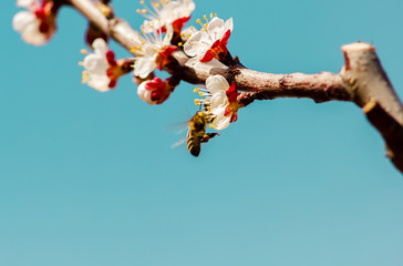 Closeup the flowers  of the apricot tree against the blue background.  Bee collects a nectar