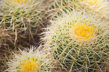 Closeup of a ball cactus