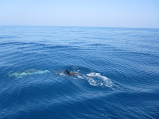 Delfine Delphine in Portugal