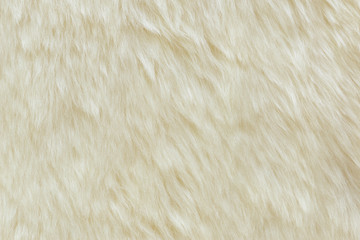 background and textured of real white cream wool sheep