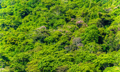 Fototapeta na wymiar Detalhes de uma floresta tropical florida