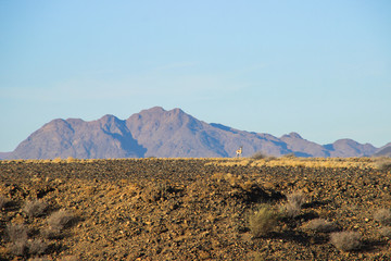 Namibian desert mountain landscape and lonely antelope in the background.