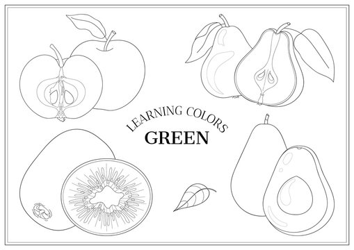 Learning colors - green. Coloring book page for preschool children with outlines of: apple, pear, kiwi fruit and avocado. Vector illustration for kids education and child development. © vectorforjoy