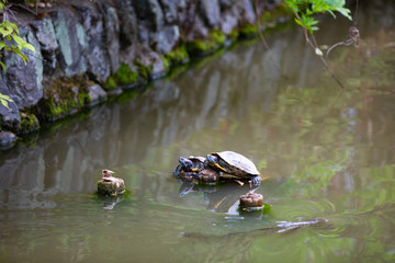 池の杭に乗って甲羅干しするミドリガメ