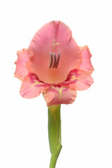 Crepe gladiolus