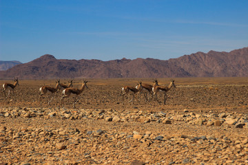 Fototapeta na wymiar Deserted dry orange landscape of Namibia and antelope running away.