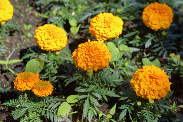 Yellow Marigolds or Tagetes - plants of the Daisy family