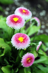 English daisy flower © anphotos99