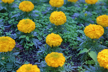 Yellow Marigolds or Tagetes - plants of the Daisy family