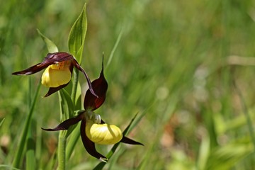 Frisch aufgeblühter Gelber Frauenschuh (Cypripedium calceolus)