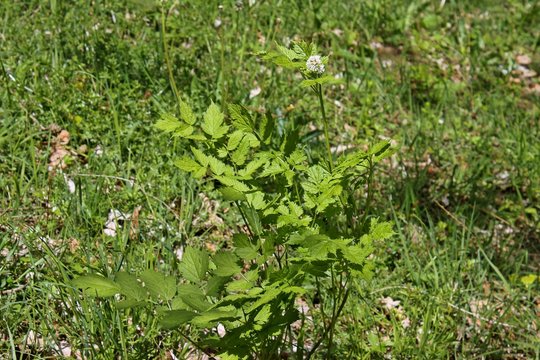Ähriges Christophskraut (Actaea spicata)