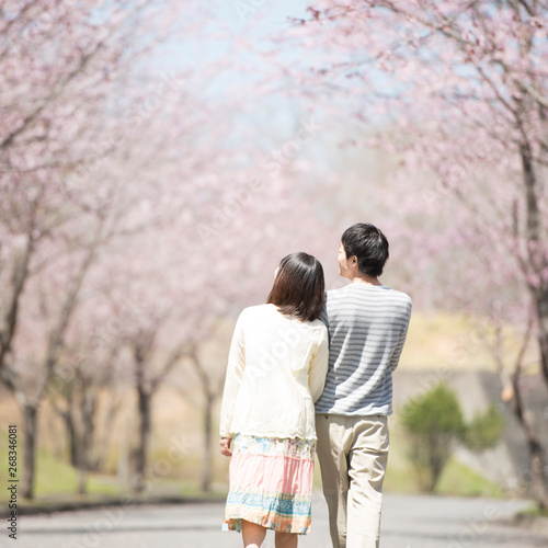 桜並木道を歩くカップルの後姿 Wall Mural Wallpaper Murals Ohayou