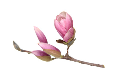  Magnolia flowers