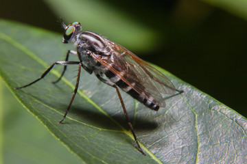 Macro Photography of Orange Robber Fly hunting an insect. Wild nature predator on the green leaf Isolated on green leaf background. It is wet because of rain