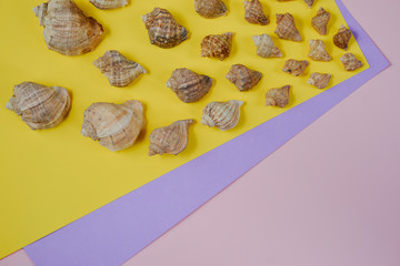 Creative flat lay concept of summer travel vacations. Top view of various kinds seashells on yellow and pink background. Copy space in minimal style, template for text