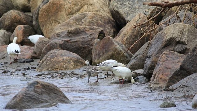 oie des neiges immature