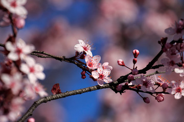 Flower, Rose - Flower, City, Flower Head, Formal Garden, Meadow, Springtime, Alley, April, Backgrounds, Beauty, Beauty In Nature, Blossom, Blowing, Botany, Bright, Cherry Blossom, Cloudscape, Footpath