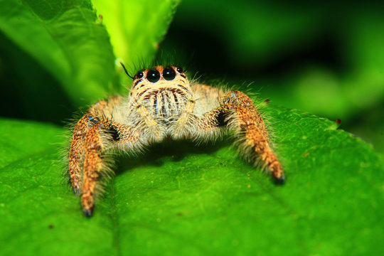 A macro image of Jumping spider (Salticidae, Hyllus diardi female) with good sharpen and detailed, hair, eye, and face very clear. It is standing on the green leaf