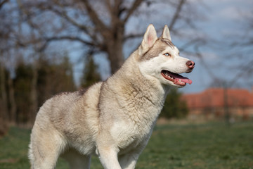 Obraz premium portrait of siberian husky