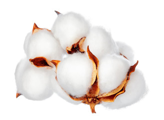 Cotton flowers on white background