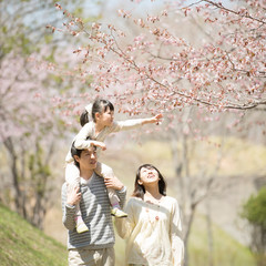桜の前で肩車をする親子