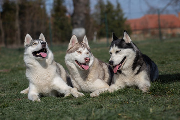 portrait of siberian husky