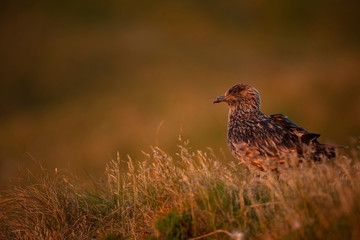 Stercorarius skua. Runde Island. Norway's wildlife. Beautiful picture. From the life of birds. Free nature. Runde Island in Norway. Scandinavian wildlife. North of Europe. Picture. Seashore. A wonderf