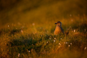 Stercorarius skua. Runde Island. Norway's wildlife. Beautiful picture. From the life of birds. Free nature. Runde Island in Norway. Scandinavian wildlife. North of Europe. Picture. Seashore. A wonderf