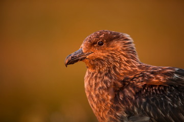 Stercorarius skua. Runde Island. Norway's wildlife. Beautiful picture. From the life of birds. Free nature. Runde Island in Norway. Scandinavian wildlife. North of Europe. Picture. Seashore. A wonderf