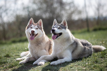 portrait of siberian husky dogs