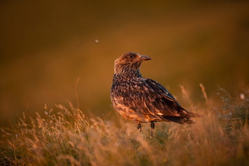 Stercorarius skua. Runde Island. Norway's wildlife. Beautiful picture. From the life of birds. Free nature. Runde Island in Norway. Scandinavian wildlife. North of Europe. Picture. Seashore. A wonderf