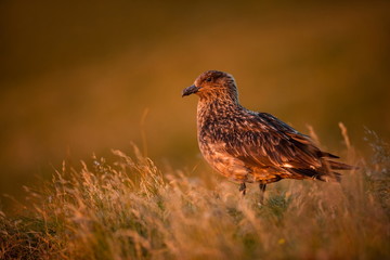Stercorarius skua. Runde Island. Norway's wildlife. Beautiful picture. From the life of birds. Free nature. Runde Island in Norway. Scandinavian wildlife. North of Europe. Picture. Seashore. A wonderf